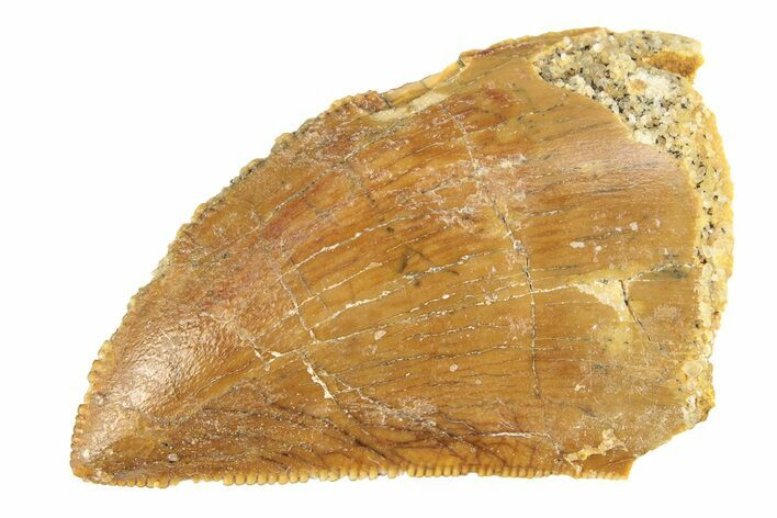 Serrated, Baby Carcharodontosaurus Tooth - Morocco #276015